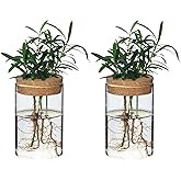 wangsdjy Separated Desktop Glass Flower Vases - Ideal Plants Propagation Stations for Living Room, Bedroom Decoration,Home Decor (2)