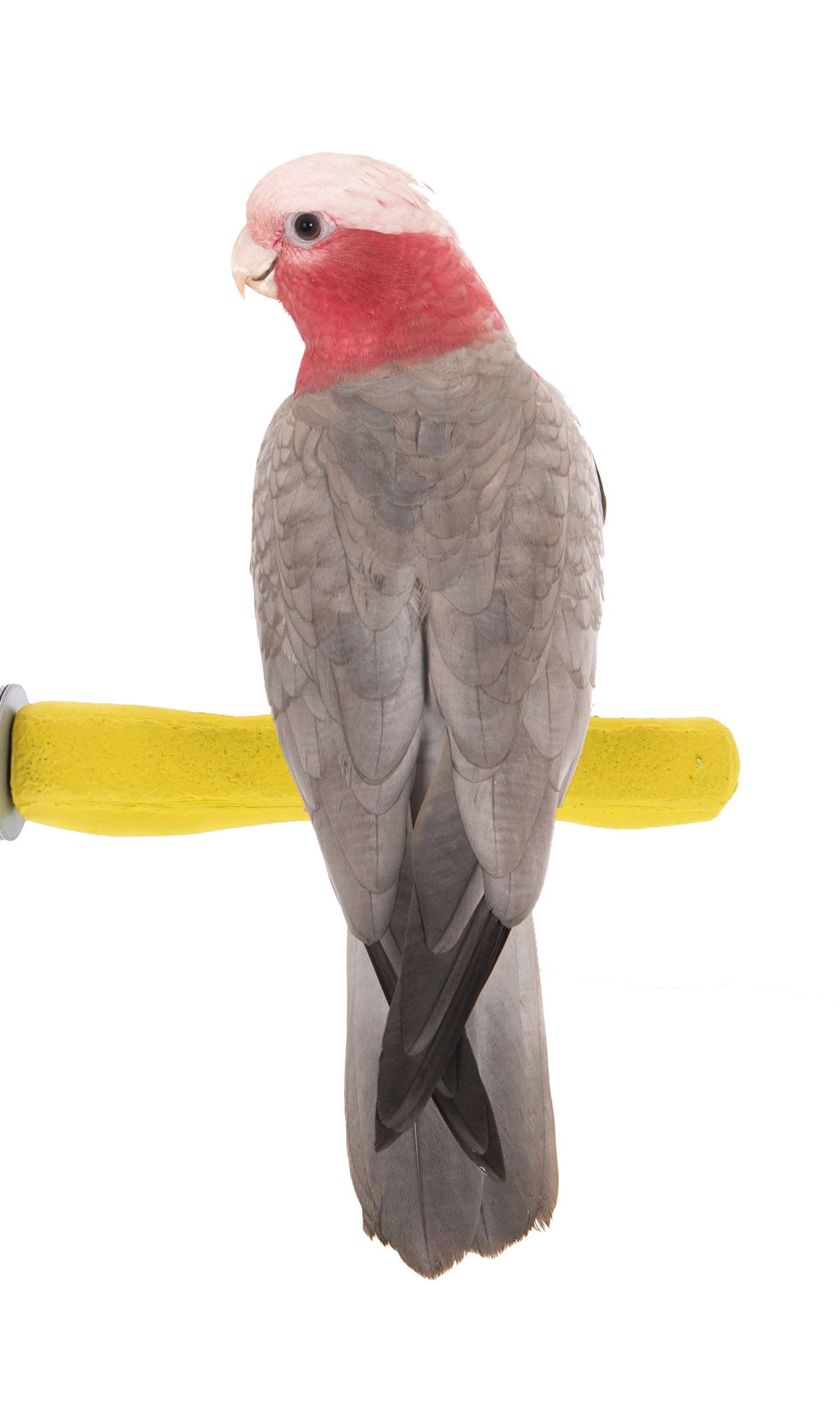 Sweet Feet and Beak Comfort Grip Safety Bird Pumice Perch - Patented Bird Perch Keeps Nails and Beak in Top Condition - Imitates Birds' Life in the Wild - Non-Toxic - Hangs Easily - Medium - Yellow