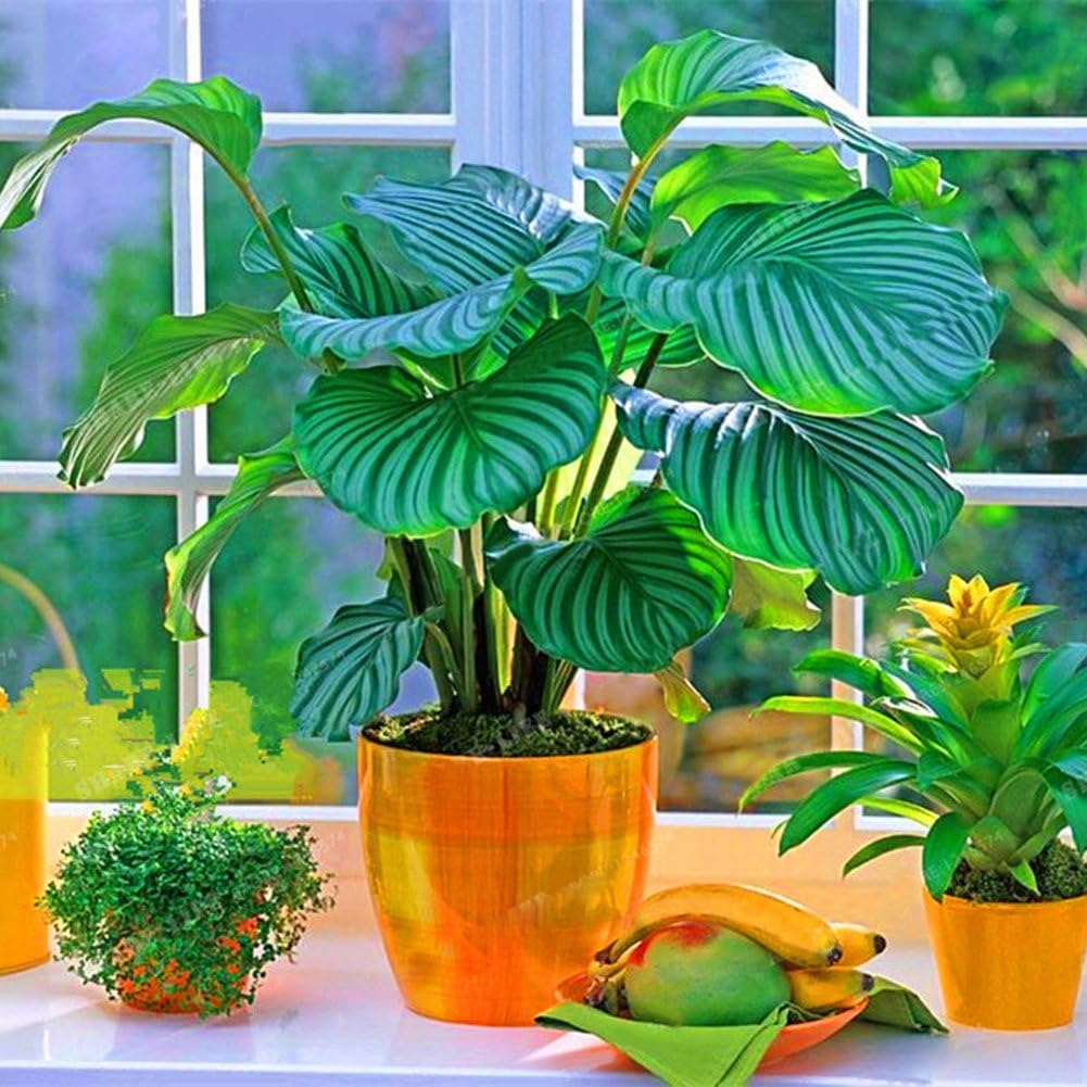 FafSgwq Seeds - 100Pcs Calathea Pineapple Flower Mixed Potted Plant Bonsai Seeds Desk Decor