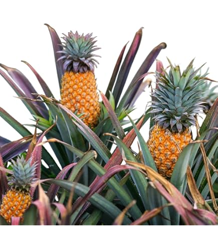 Amazon.com : Pineapple Live Fruiting Plant 'White Jade' Ananas