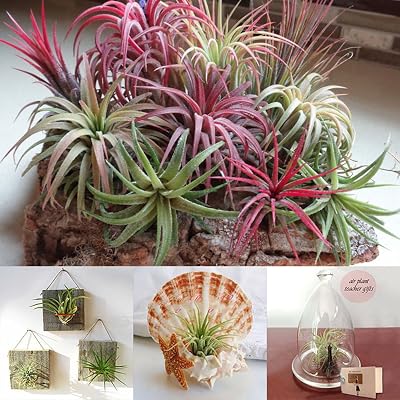 cat tongue plant Ox Tongue Plant 'Gasteria verrucosa' For sale