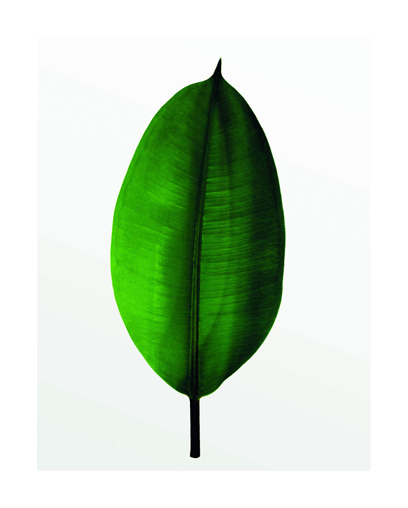 Komar Wall Painting, Polyvinyl Chloride (PVC), Green, White, 40 x 50 cm