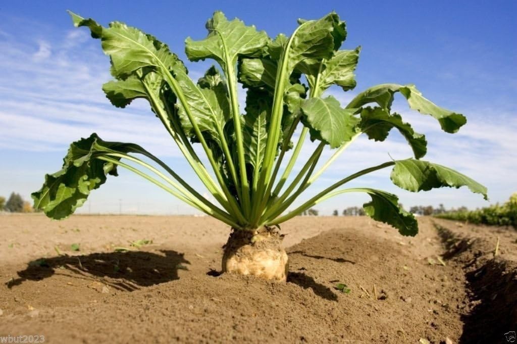 Western Sugar Beet Seed,(Beta vulgaris) Fresh seeds,Organic Non Gmo !(1 Oz)
