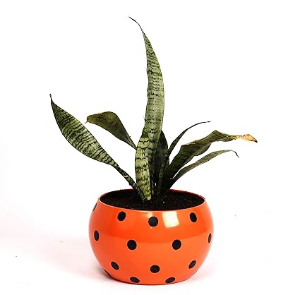 HINS Big Size Dotted Polka Plant Pot For Indoor Gardening (Orange) Metal Pots For Indoor Plants I Elevated Garden Planter I Raised Planter I Desk Plant I Raised Planter Box I Ascent Homes Metal Planter I Raised Planter Box With Legs I Brass Pots For Indoor Plants I Golden Planter I Mid Century Plant Stand I Brass Planters For Indoor Plants I Indoor Plant Stand For Living Room I Metal Planters Pot For Indoor Plants designer pots for indoor plants