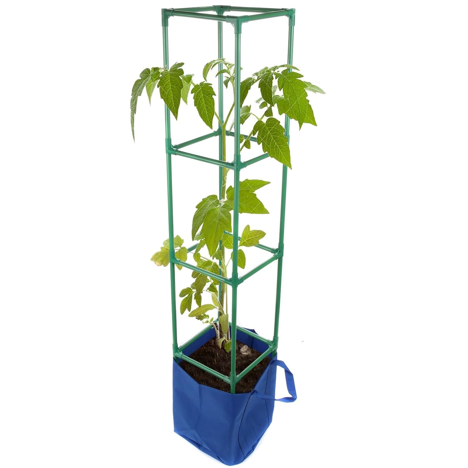 Best Tomato Garden Box