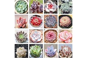 800+ Mix Succulent Seeds Rare Perennial DIY Bonsai Ornamental Plant Succulent Seeds for Planting Indoor and Outdoor