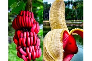 ZELLAJAKE Rare Seeds 100pcs Banana Seeds Red Dwarf Tree Bonsai Fruit Decor Home Gardening Planting