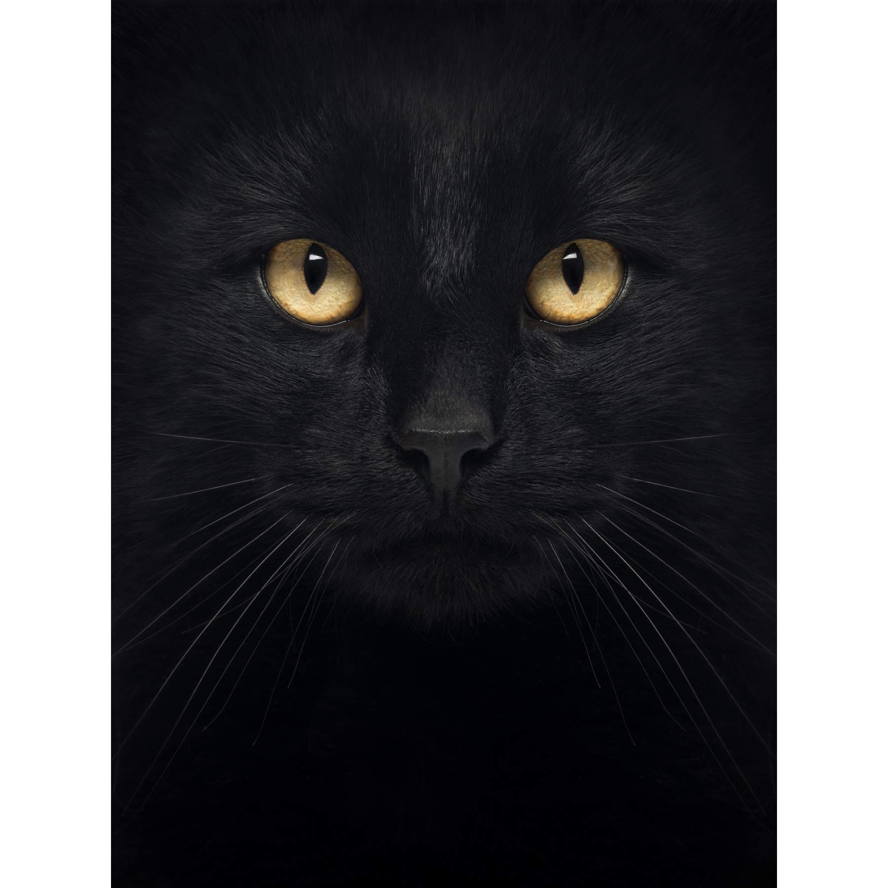 Wee Blue Coo Photo Close Up Pet Black Cat Face Eyes Canvas Print