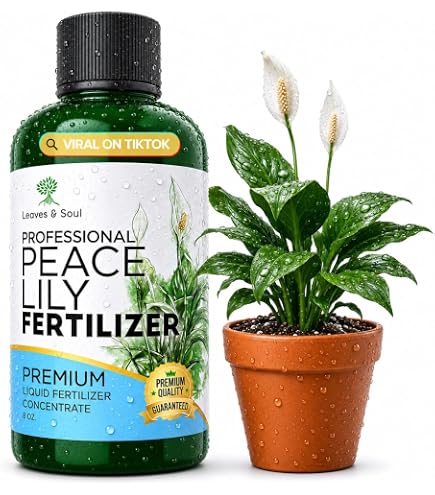 philodendron peltatum Philodendron Peltatum | Care Guide and Pro Tips - Delivery from Toronto  across Canada main image 1