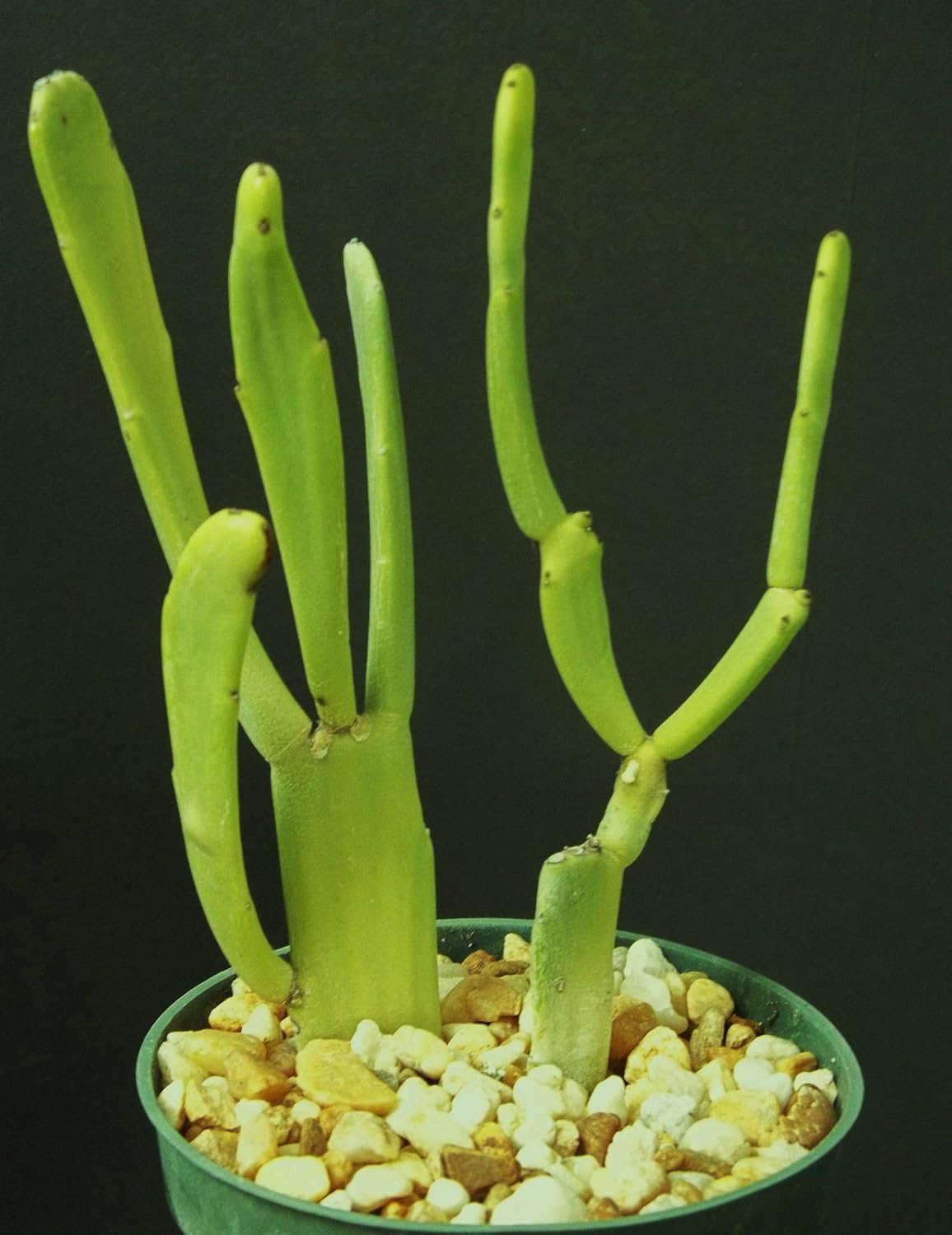 Euphorbia Enterophora ssp. Crassa rare succulent plant