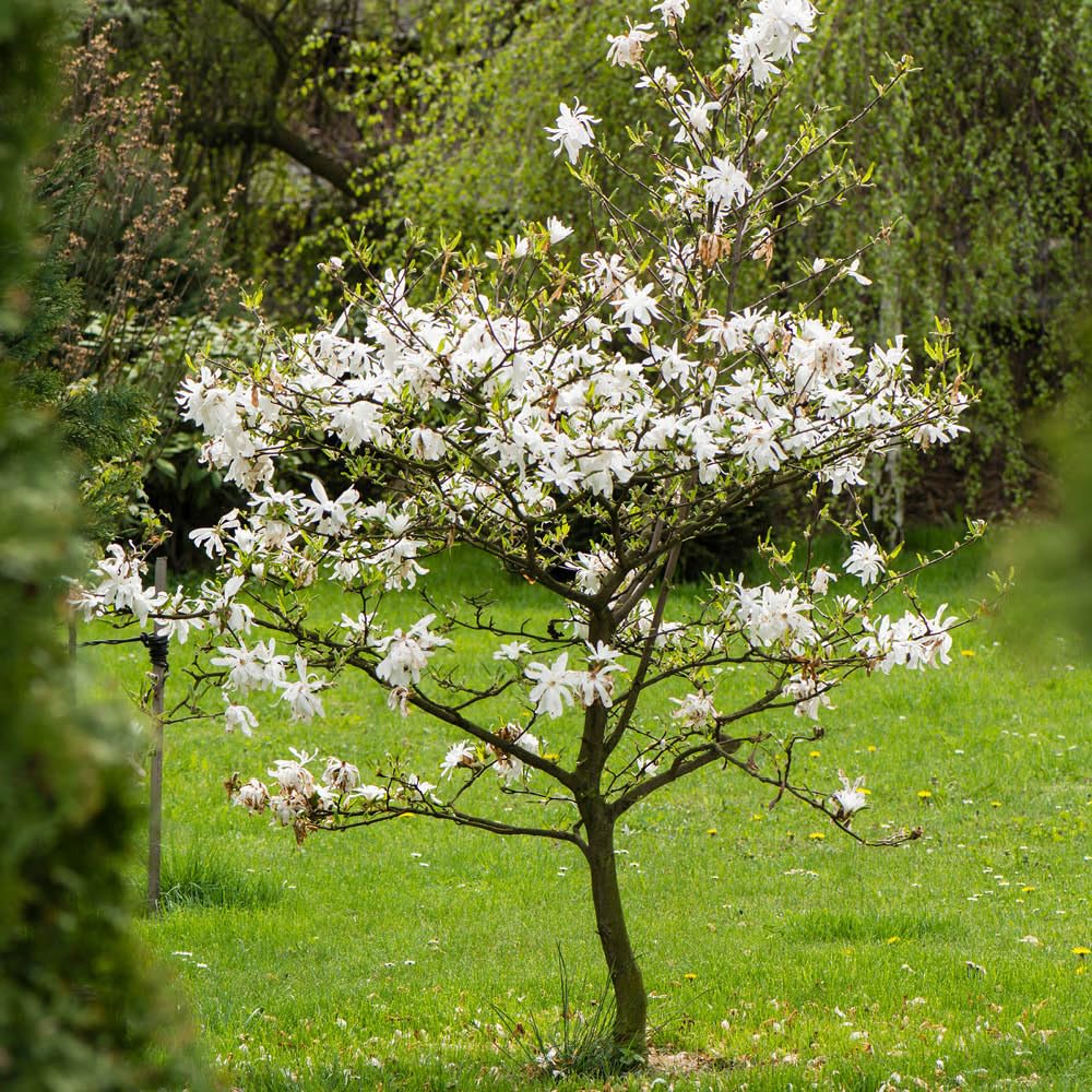 YouGarden White Magnolia Stellata 'Star Magnolia' Standard Tree, 70cm Tall in 3L Pot, Ready to Plant in Gardens or Pots, Supplied as an Established Magnolia Tree in Nursery Pot