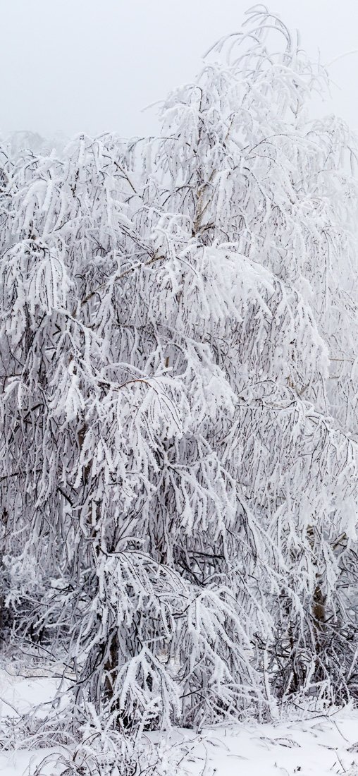 PeelitStickit Mural, Beautiful Nature Wall MuralsID-4224, vinyl