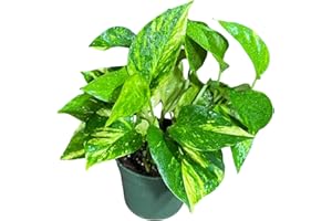 GENERIC PLANTVERS Golden Pothos in a 4" Nursery Pot – Epipremnum Aureum – Live Vining Plant – Low Maintenance Indoor Plant – Air Purifying Houseplant – Easy Indoor Climbing Vine