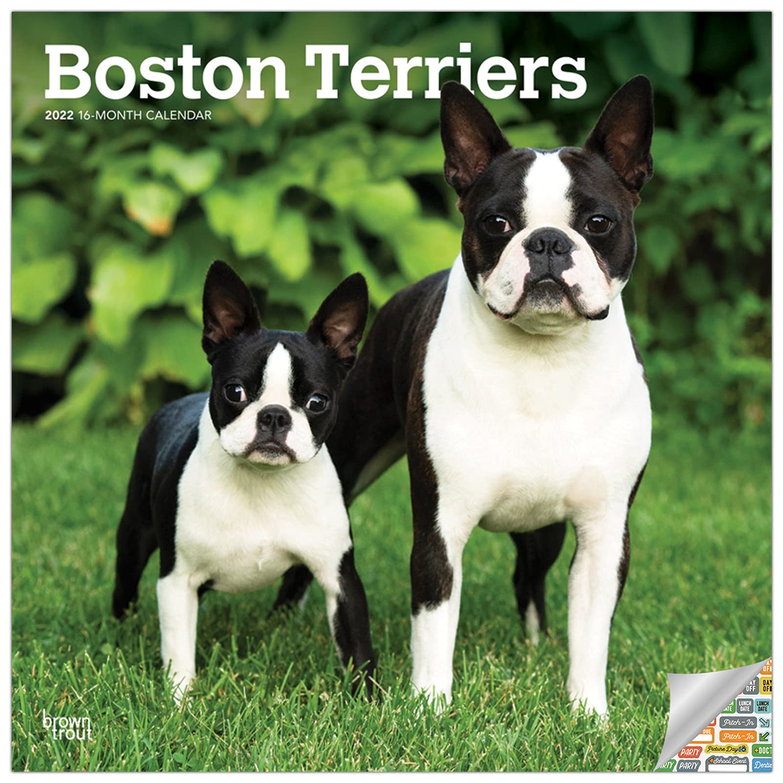 Boston Terrier Calendar 2022 Boston Terriers Calendar 2022 -- Deluxe 2022 Boston Terrier Wall Calendar  Bundle With Over 100 Calendar Stickers (Dog Lovers Gifts, Office Supplies):  Browntrout Publishers Inc., Browntrout Publishers Editing Team, Browntrout  Publishers Design