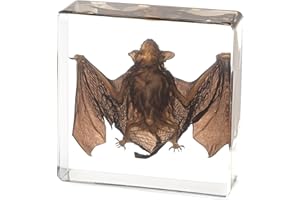 HUDIRGO Real Taxidermy Bat in Resin - Taxidermy Animals for Gothic Home Display, Oddities and Curiosities Gifts for Specimen Collector, Family or Friends (Bat)