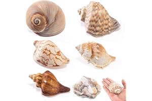 ALHROEUO 5PCS Large Hermit Crab Shells | Natural Sea Shells Size 2.5" - 3.9", Opening Size 1.5" - 2.6" | Turbo Seashells for Medium to Large Crabs, with a Package of Small Beach Shells