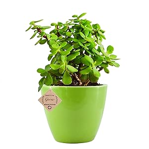 Abana Homes Beautiful Good Luck Jade Plant with Ceramic Pot