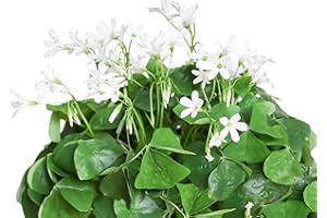 Easy to Grow Oxalis Regnellii 'Green Lucky Shamrock' Plant Bulbs (20 Pack) - Green Foliage & White Flowering Blooms in Spring to Summer Gardens, Containers Indoor Outdoor