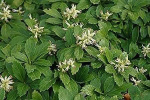 Greenwood Nursery: Live Ground-Cover Plants - Pachysandra Terminalis + Japanese Spurge - [Qty: 25 Bare Roots] - (Click for Other Available Plants/Quantities)