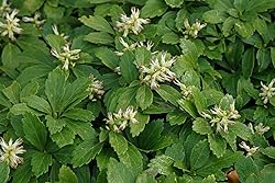 Greenwood Nursery: Live Ground-Cover Plants