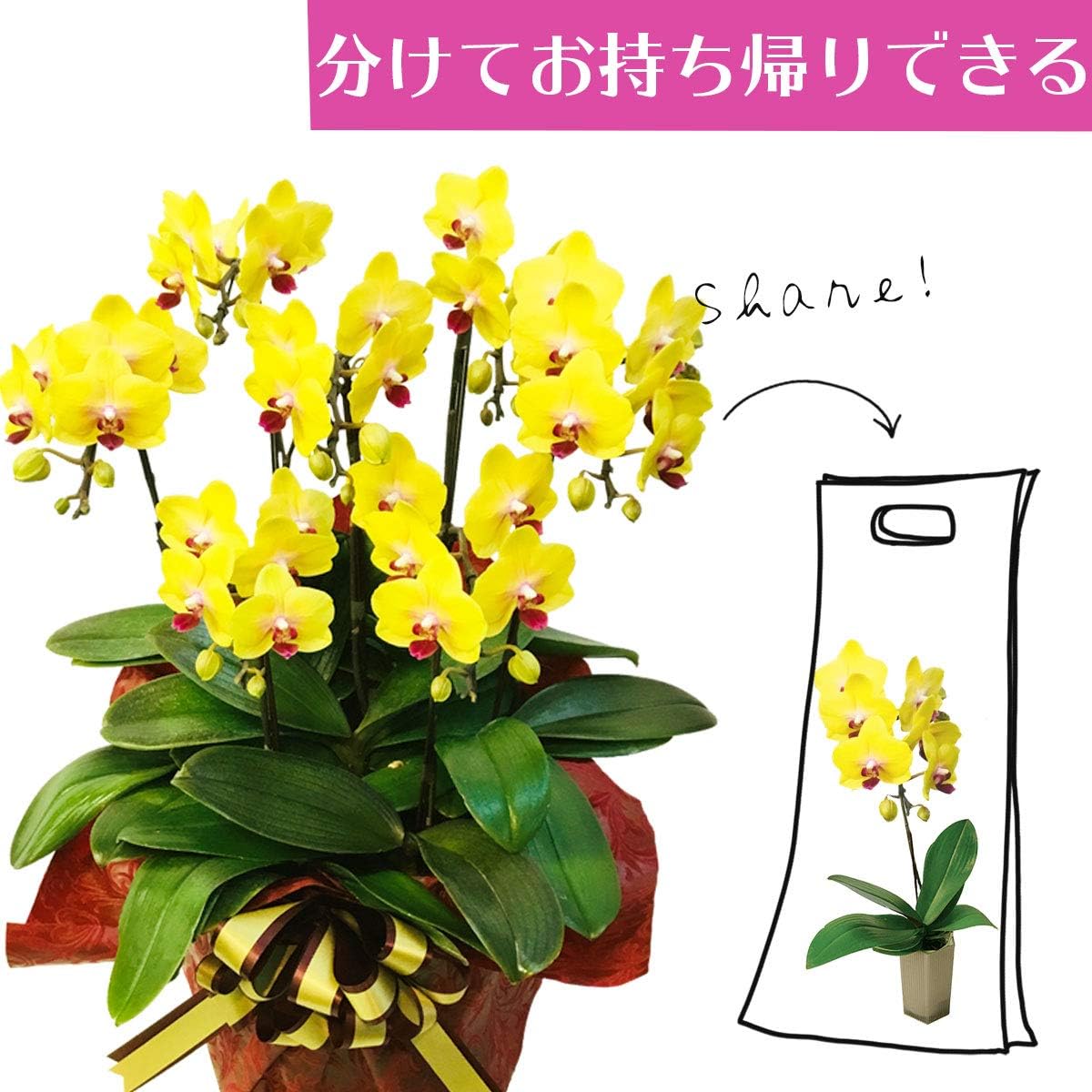 シェアオーキッド シェアできる胡蝶蘭 黄色 イエロー胡蝶蘭 7本立ち 7株