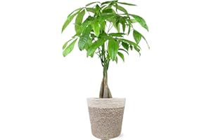 PLANTS AND BLOOMS SHOP Just Add Ice JA5030 Money Tree in Boho Ivo Jute Pottery, Live Indoor Plant, Fully-Rooted, Healthy Leaves, Easy to Grow Gift for Friend, Dorm, Plant Parent Home Décor Pachira, 5" Diameter, 16" Tall