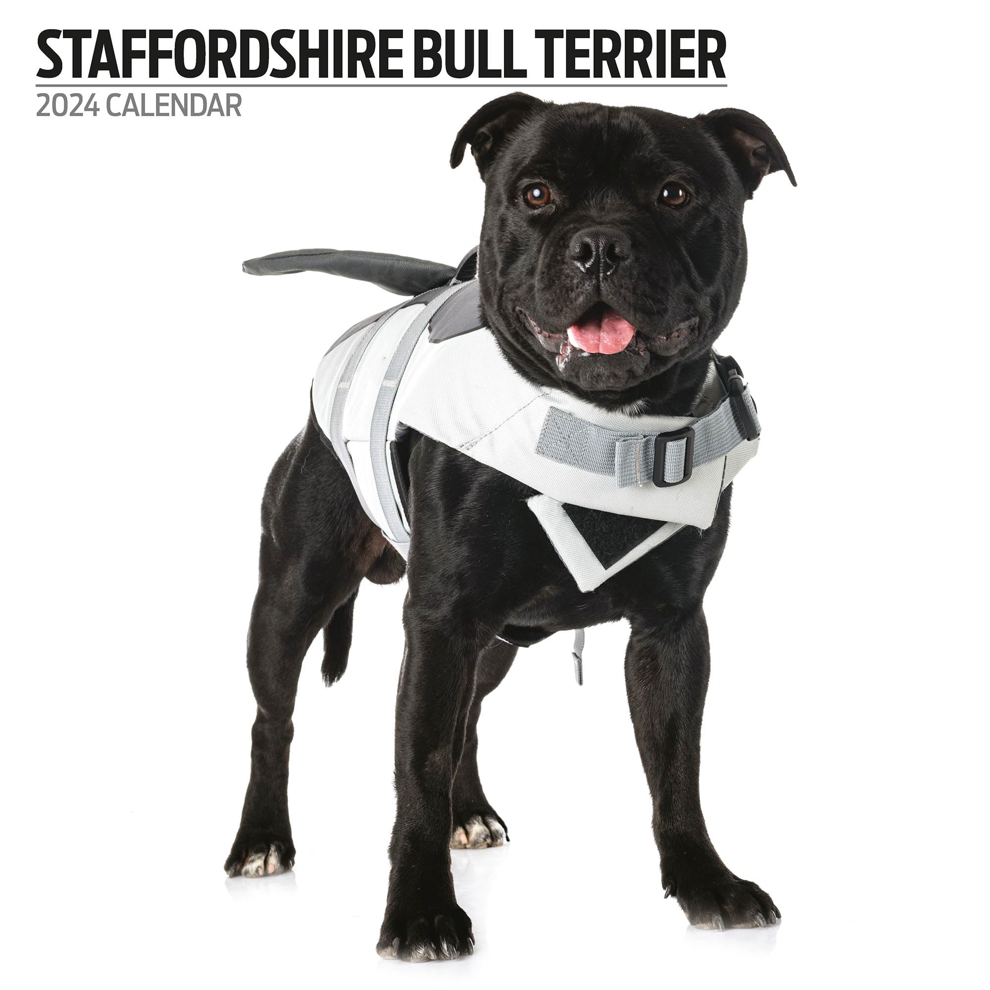 Staffordshire Bull Terrier Modern 2024 Calendar