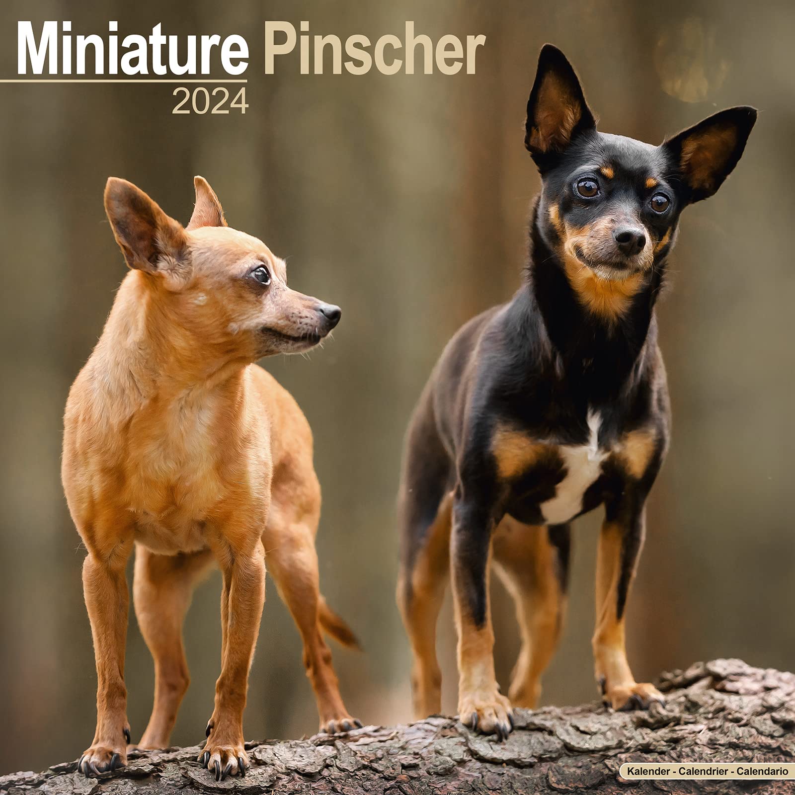 Miniature Pinscher Calendar 2024 | Square Dog Breed Wall Calendar - 16 Month