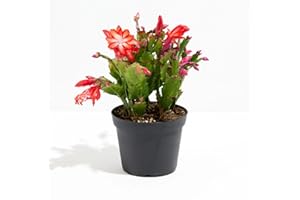 Christmas Cactus Plant Live - Perfect Holiday Decor, Thanksgiving Table Decorations, Christmas Room Decor - Rooted Indoor Liv