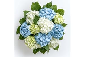 GlobalRose 20 Assorted Hydrangeas – Responsibly Sourced Assorted Flowers – Hand-Picked Flowers Fresh Bouquet for Graduation, Anniversary, Birthday & Special Occasions