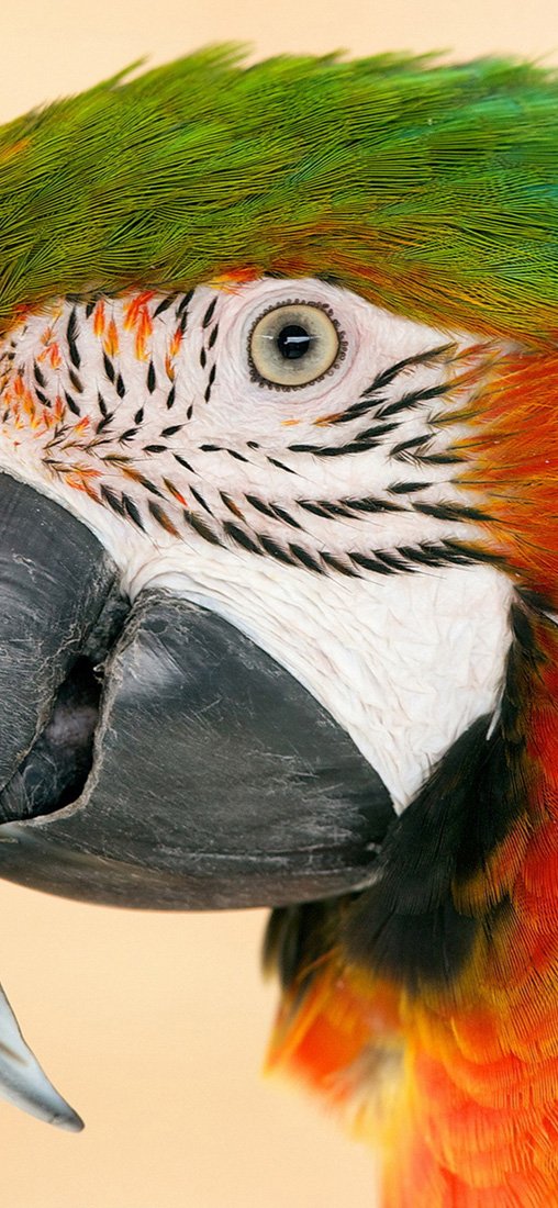 PeelitStickit Parrot, Animal Wall Murals ID-119, vinyl