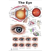 Blue Tree Publishing The Eye Anatomical Chart Poster, size 24Wx36h