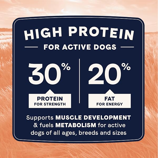 CANIDAE ALL LIFE STAGES HIGH PROTEIN DRY DOG FOOD, SALMON & ANCIENT GRAINS RECIPE, 4 LBS.