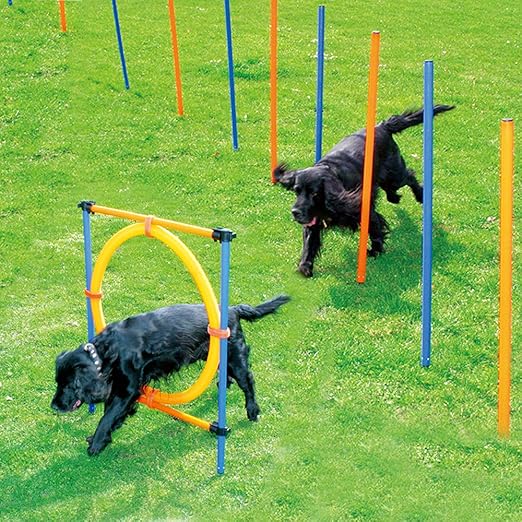 agility course for dogs amazon