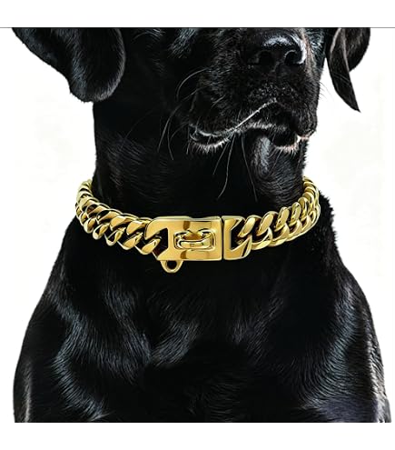 Amazon.com : BAOBOTE Gold Chain Dog Collar with Secure Snap Buckle