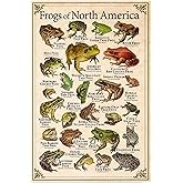 XianJinDu Frogs Of North America Metal Tin Signs Frog Lore Retro Poster Farmhouse Science Wall Decor Types Of Frog Print Plaque 8x12 inchses