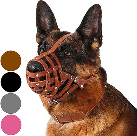 dalmatian and german shepherd