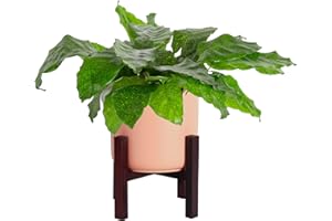 Costa Farms Calathea Network Live Indoor Plant, Tropical Houseplant Potted in Indoor Garden Plant Pot, Potting Soil Mix, Natural Air Purifier, Room and Home Decor, 12-Inches Tall