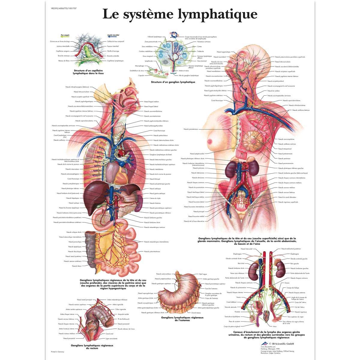 3B Scientific – Laminated Human Heart Chart – Anatomy & Physiology – UV & Dust-Protected Poster for Study, Teaching & Clinics