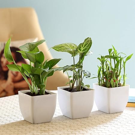 VishNature Combo of Money Plant Syngonium & 2 Layer Bamboo Plant in White Plastic Pot/Gift/Anniversary