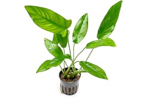 SubstrateSource Live Plants – Anubias Hastifolia (Anubias hastifolia) – Low to Moderate Light, Medium to Dark Green Arrow-Shaped Leaves, Midground to Background Tank Placement - Pot, 3 Pack