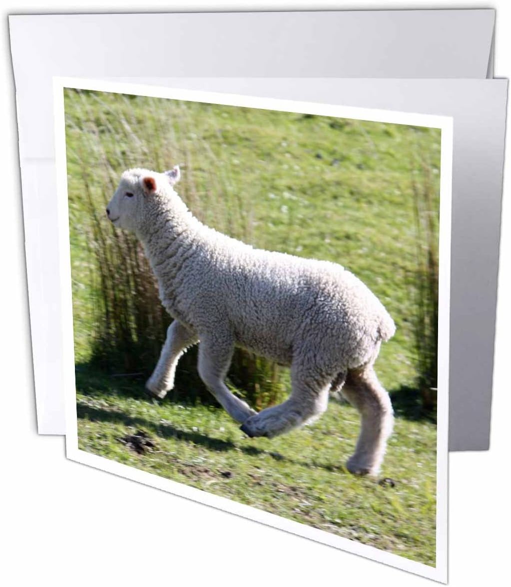 3dRose gc_22806_1 6 x 6-Inch "Skipping Sheep Golden Bay New Zealand" Greeting Card (Pack of 6)