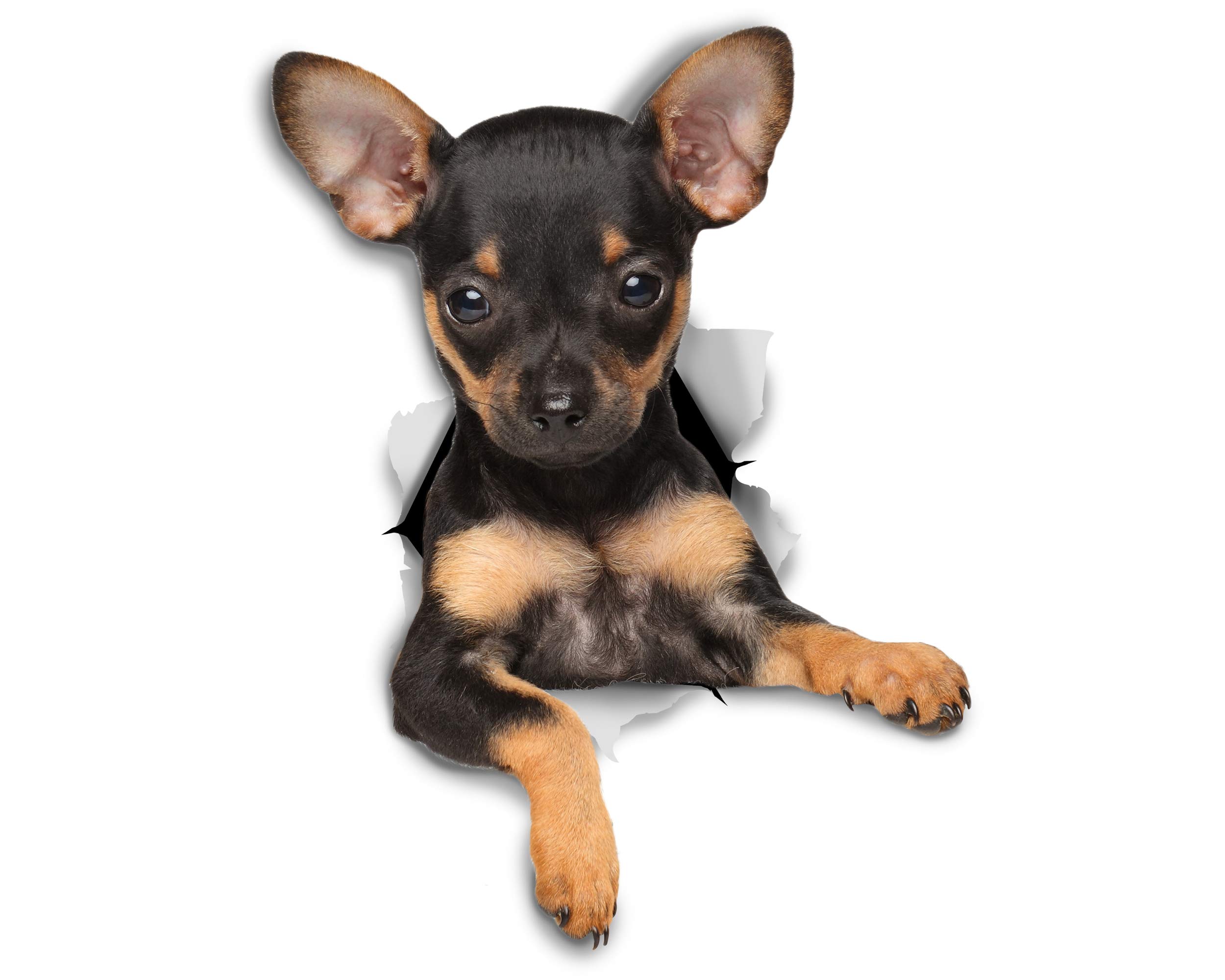 Winston & Bear 3D Dog Stickers - 2 Pack - Toy Terrier Puppy for Wall, Fridge, Toilet and More Toy Terrier Puppy Stickers