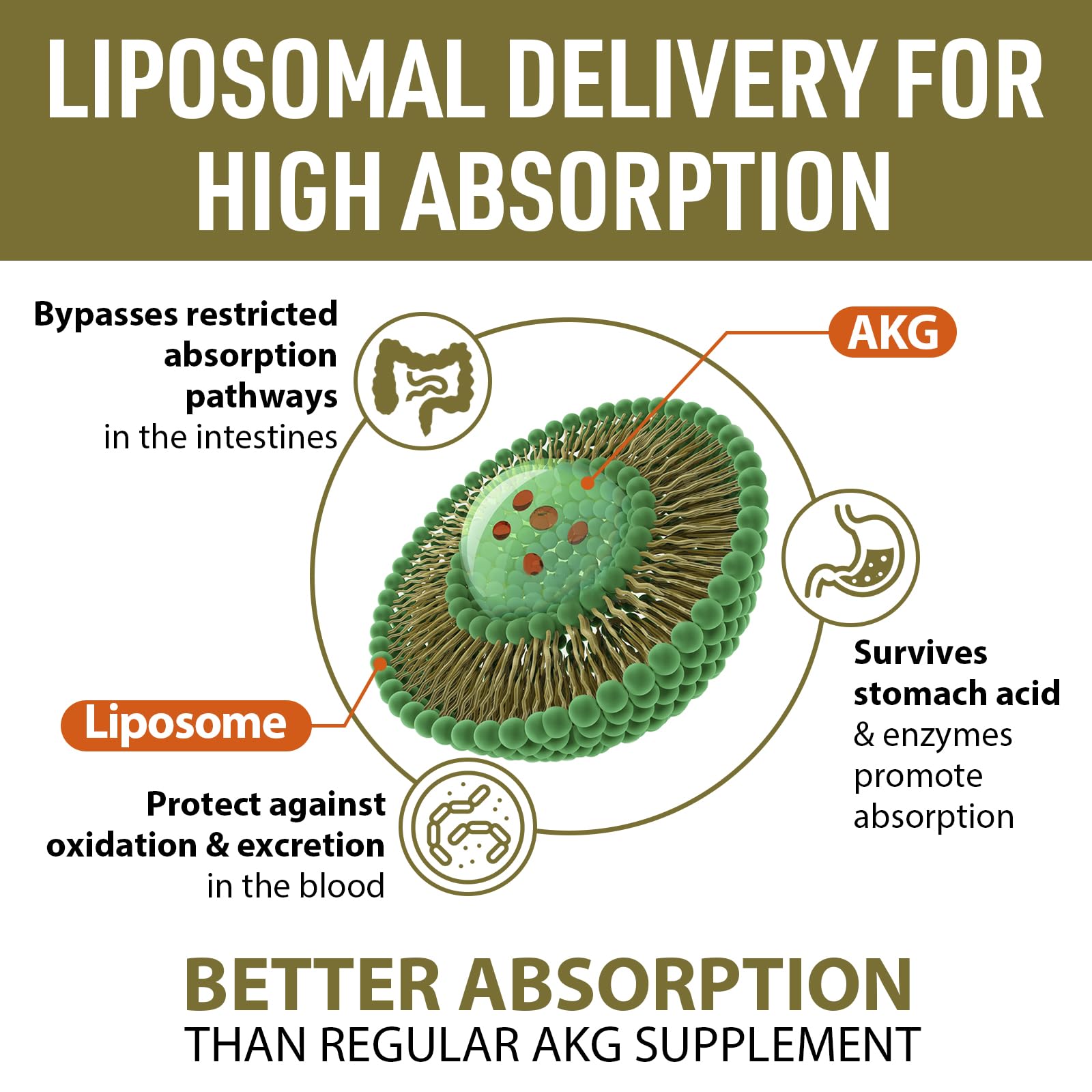 Liposomal Calcium AKG Supplement 1500 MG (Alpha-Ketoglutaric Acid), High Absorption, More Effective Than AAKG, Ca AKG for Longevity, Age Defense, Cellular Energy, Metabolic Function, 60 Softgels