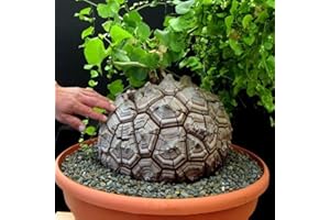 HILROQG Rare Houseplants Elephant Foot Plant Live, Starter Perennial Caudex Exotic Vine Plant in 3" Pot, Green Leaf Live for Indoor Outdoor Ornamental Growing