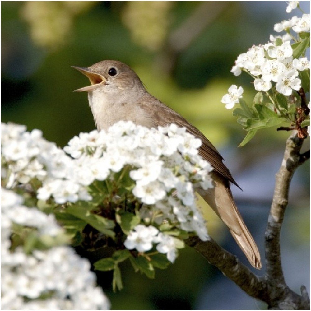 Nightingale bird greeting card with sound. Great gift for birdwatchers.