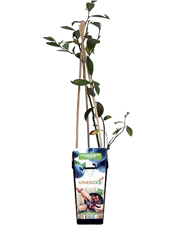 Frutales | Amazon.es