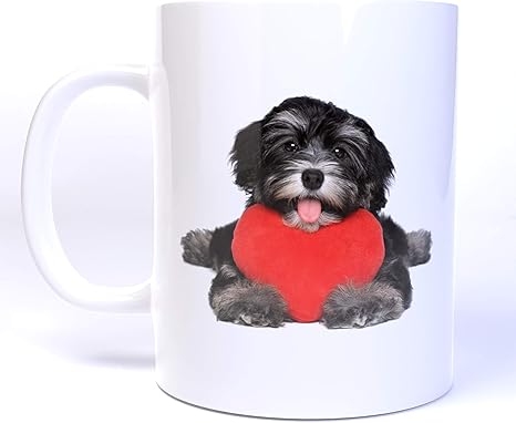 chocolate havanese puppy