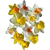 Mixed Large Cup Daffodils- 50 Perennial Daffodil Bulbs - Assorted Colors Narcissus