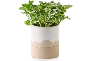 Nihow Self Watering Plant Pot: 6 Inch Ceramic Planter with Drainage Hole & Water Storage for Indoor Plants - Cylinder Round Flower Pot for Succulent/Herbs/Violets - White & Nature